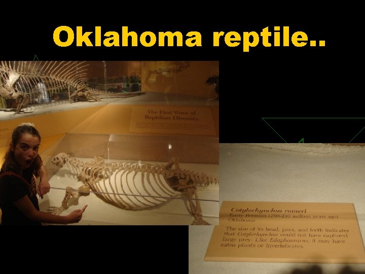Oklahoma reptile. . 