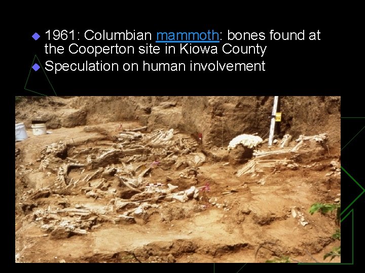 1961: Columbian mammoth: bones found at the Cooperton site in Kiowa County u Speculation