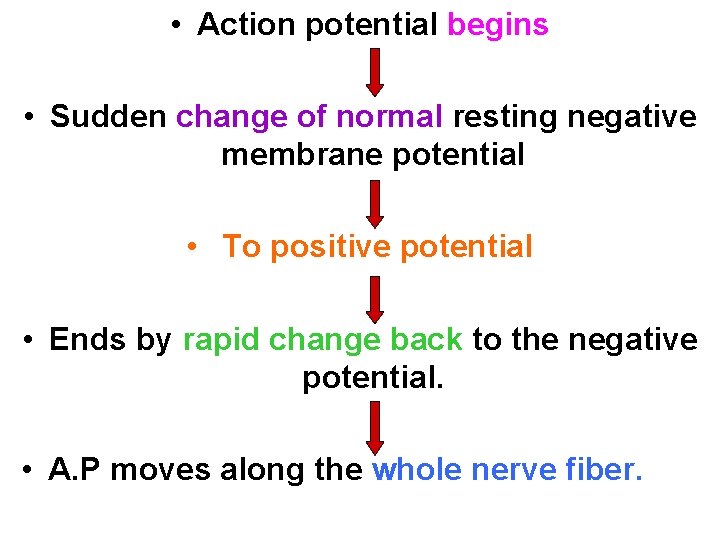  • Action potential begins • Sudden change of normal resting negative membrane potential