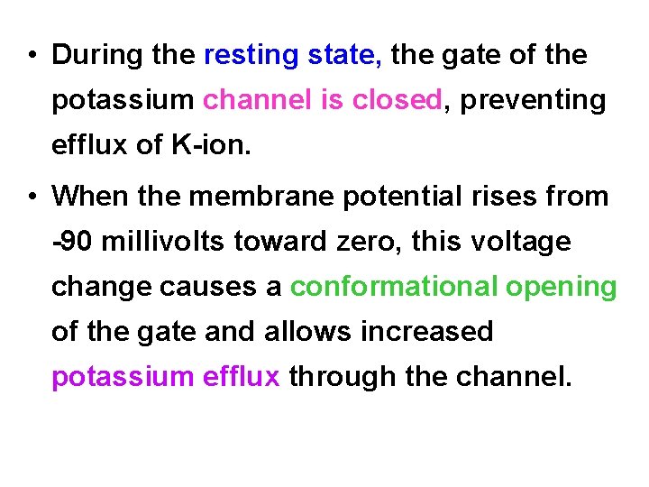  • During the resting state, the gate of the potassium channel is closed,