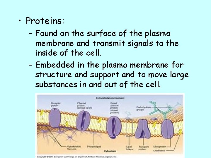  • Proteins: – Found on the surface of the plasma membrane and transmit