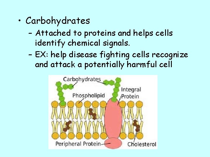  • Carbohydrates – Attached to proteins and helps cells identify chemical signals. –