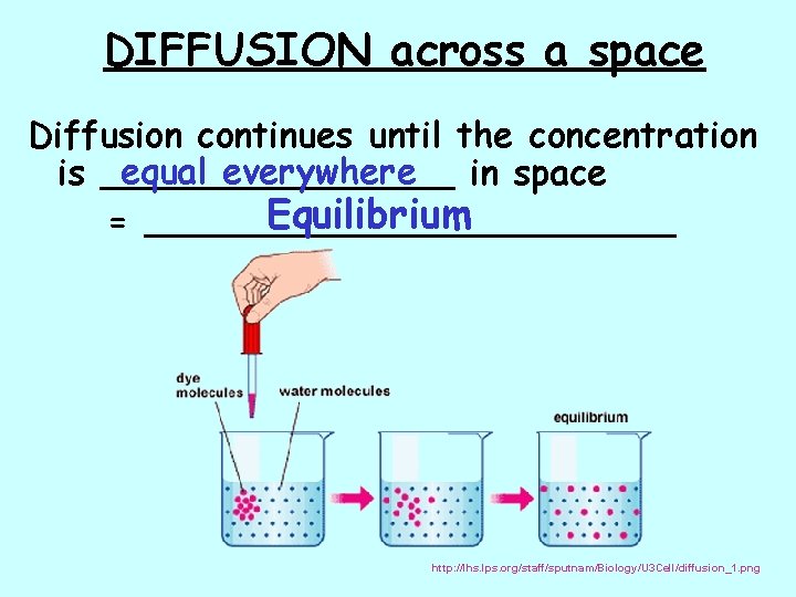 DIFFUSION across a space Diffusion continues until the concentration equal everywhere is ________ in