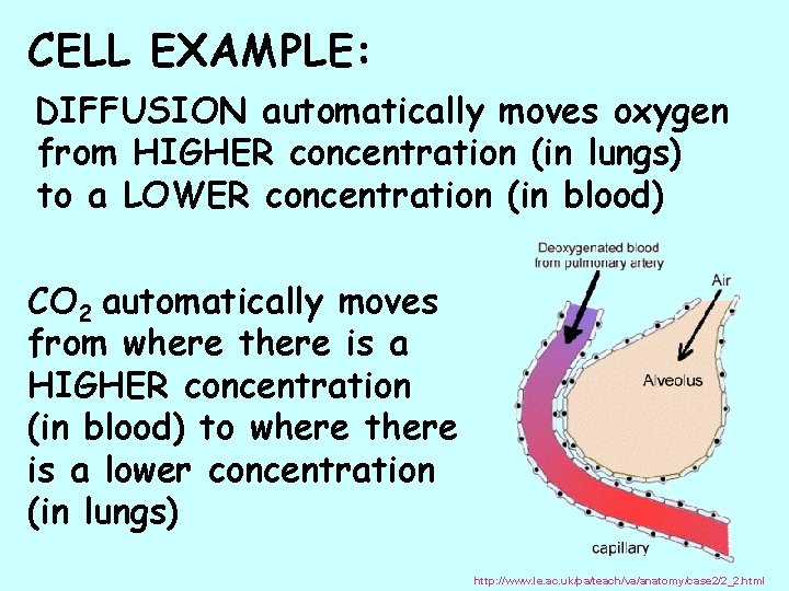 CELL EXAMPLE: DIFFUSION automatically moves oxygen from HIGHER concentration (in lungs) to a LOWER