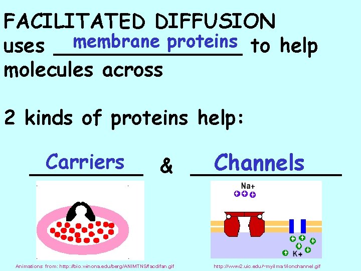 FACILITATED DIFFUSION membrane proteins to help uses ________ molecules across 2 kinds of proteins