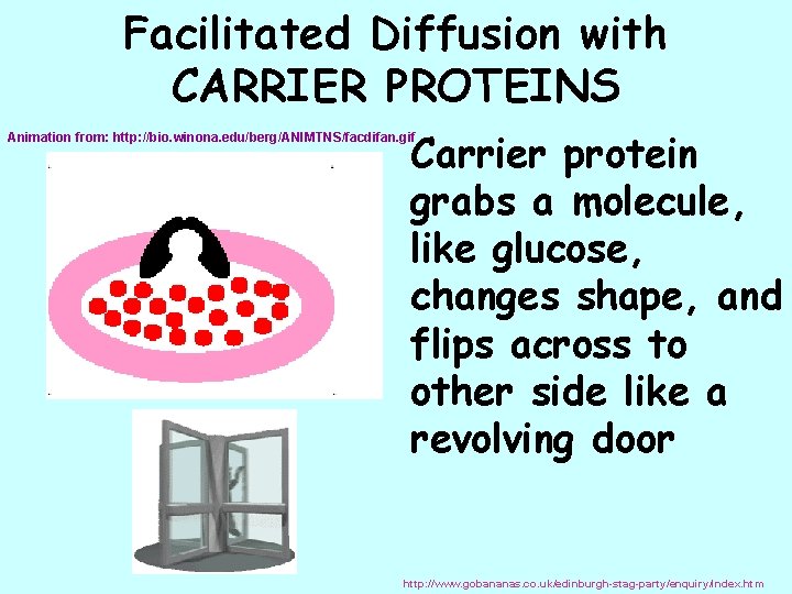 Facilitated Diffusion with CARRIER PROTEINS Carrier protein grabs a molecule, like glucose, changes shape,