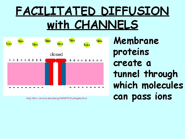 FACILITATED DIFFUSION with CHANNELS http: //bio. winona. edu/berg/ANIMTNS/voltgate. htm Membrane proteins create a tunnel