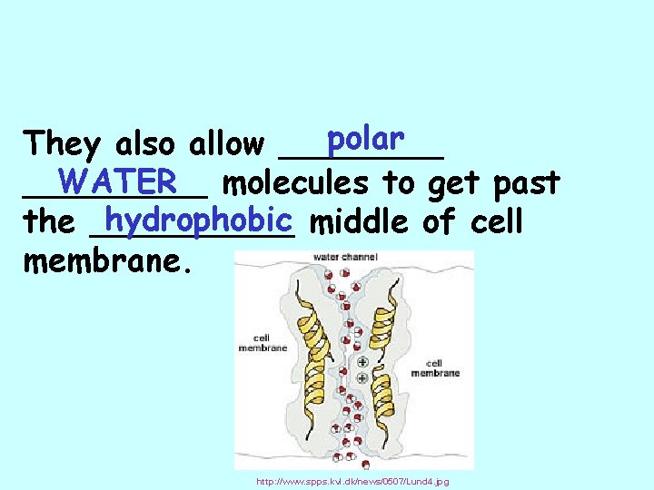 polar They also allow ____ WATER molecules to get past _____ hydrophobic middle of