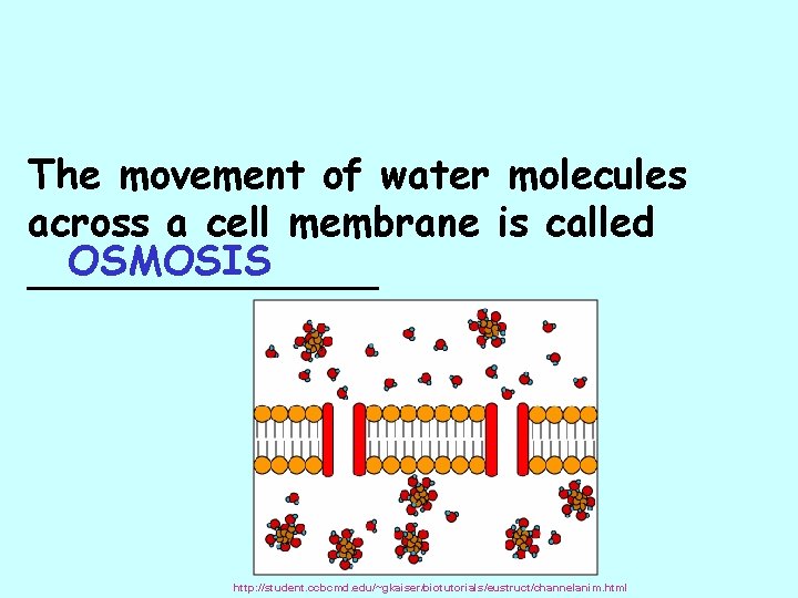 The movement of water molecules across a cell membrane is called OSMOSIS _______ http: