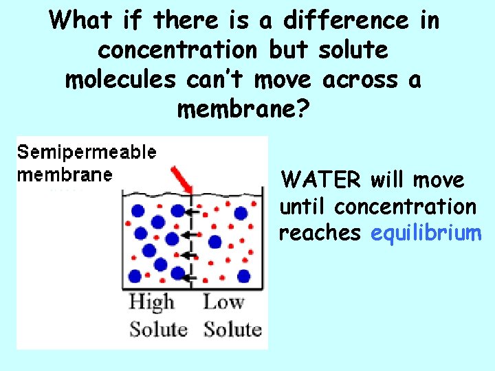 What if there is a difference in concentration but solute molecules can’t move across