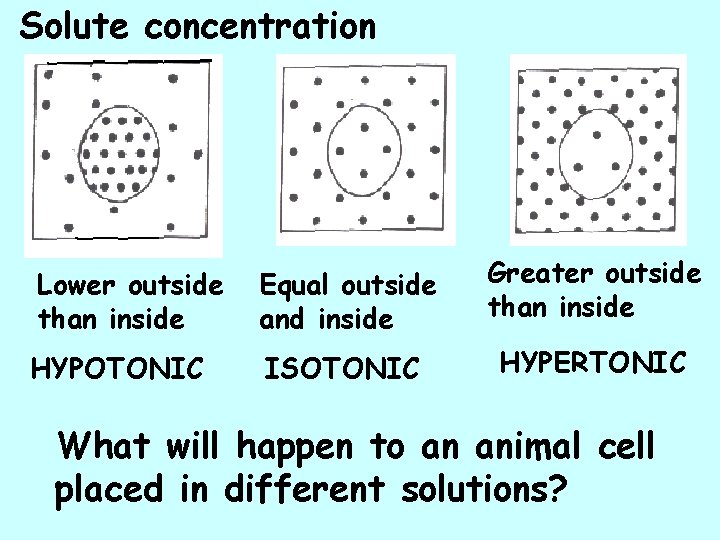 Solute concentration Lower outside than inside Equal outside and inside Greater outside than inside