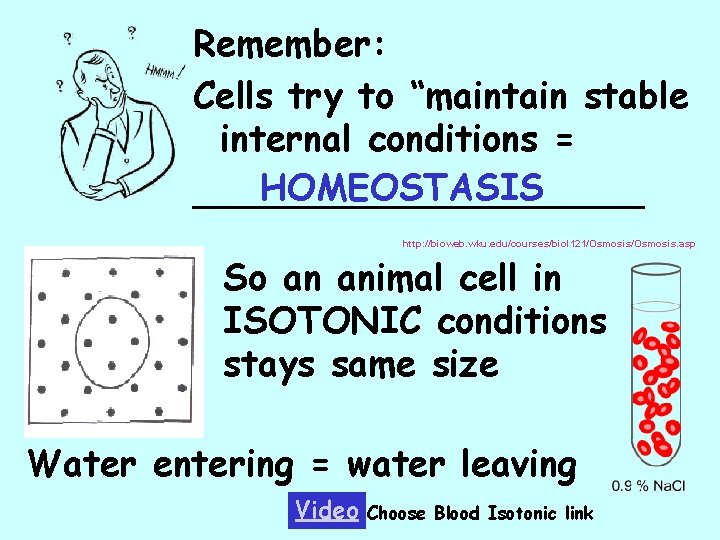 Remember: Cells try to “maintain stable internal conditions = HOMEOSTASIS __________ http: //bioweb. wku.