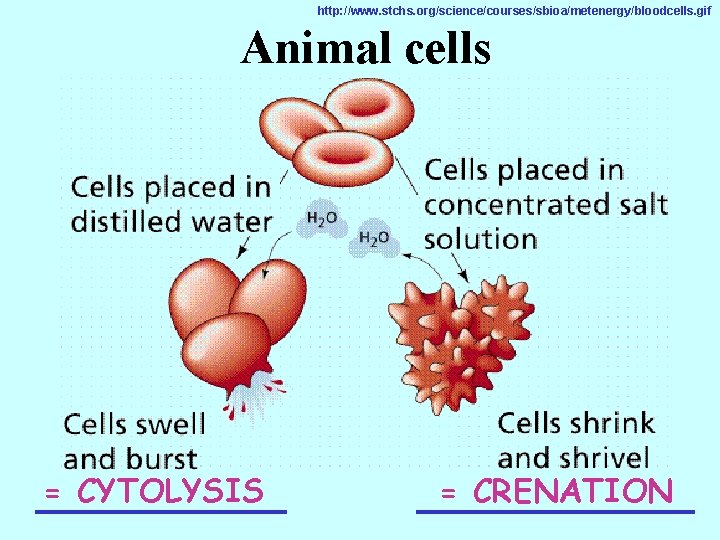 http: //www. stchs. org/science/courses/sbioa/metenergy/bloodcells. gif Animal cells = CYTOLYSIS _____ = CRENATION _____ 