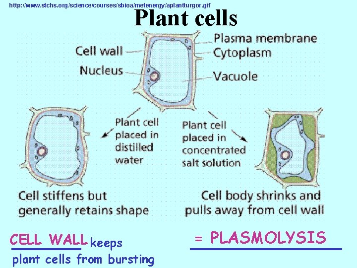 http: //www. stchs. org/science/courses/sbioa/metenergy/aplantturgor. gif Plant cells CELL WALL keeps _____ plant cells from