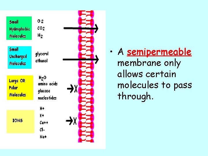 • A semipermeable membrane only allows certain molecules to pass through. 