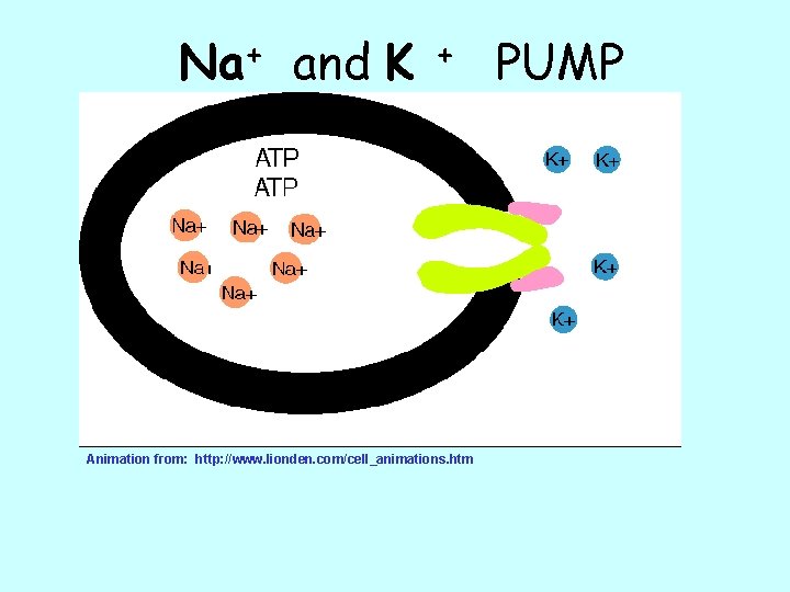+ Na and K + Animation from: http: //www. lionden. com/cell_animations. htm PUMP 