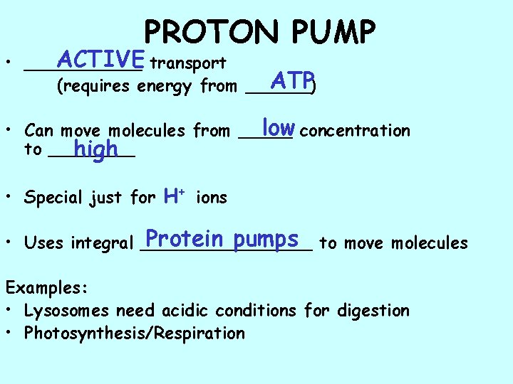PROTON PUMP ACTIVE transport • ______ ATP (requires energy from ______) low concentration •