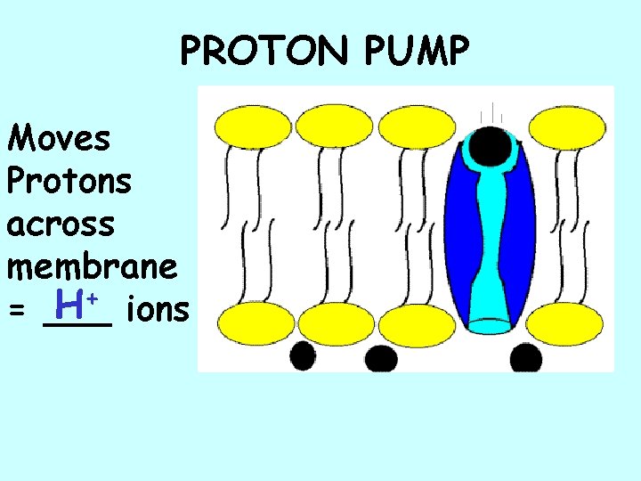 PROTON PUMP Moves Protons across membrane H+ ions = ___ 