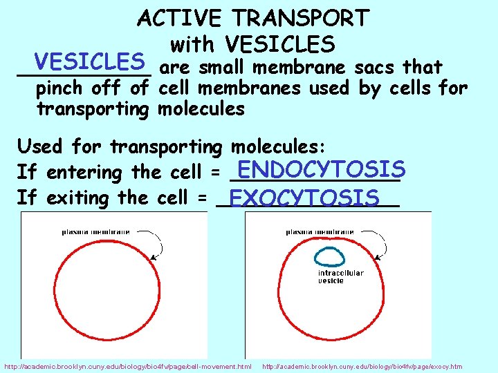 ACTIVE TRANSPORT with VESICLES are small membrane sacs that ______ pinch off of cell