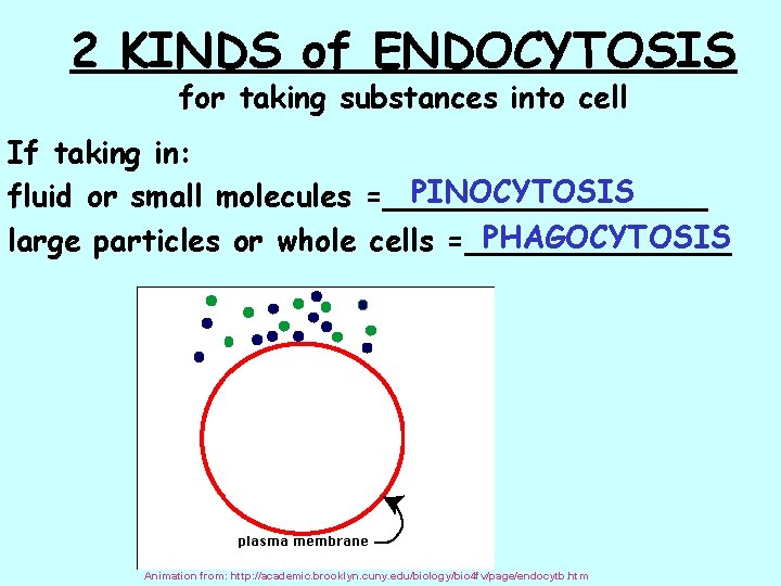 2 KINDS of ENDOCYTOSIS for taking substances into cell If taking in: PINOCYTOSIS fluid