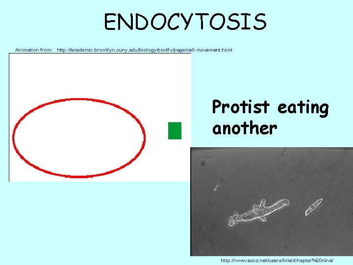 ENDOCYTOSIS Animation from: http: //academic. brooklyn. cuny. edu/biology/bio 4 fv/page/cell-movement. html Protist eating another