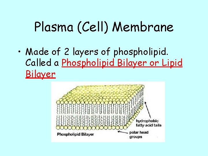 Plasma (Cell) Membrane • Made of 2 layers of phospholipid. Called a Phospholipid Bilayer