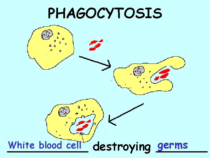 PHAGOCYTOSIS White blood cell ______ germs destroying _______ 