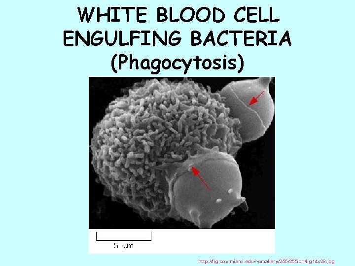 WHITE BLOOD CELL ENGULFING BACTERIA (Phagocytosis) http: //fig. cox. miami. edu/~cmallery/255 ion/fig 14 x