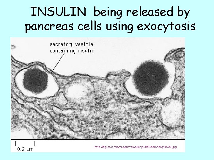 INSULIN being released by pancreas cells using exocytosis http: //fig. cox. miami. edu/~cmallery/255 ion/fig