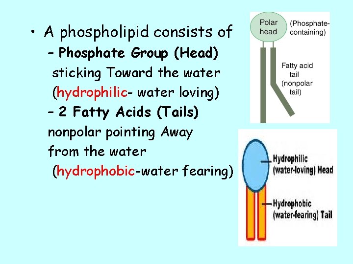  • A phospholipid consists of – Phosphate Group (Head) sticking Toward the water