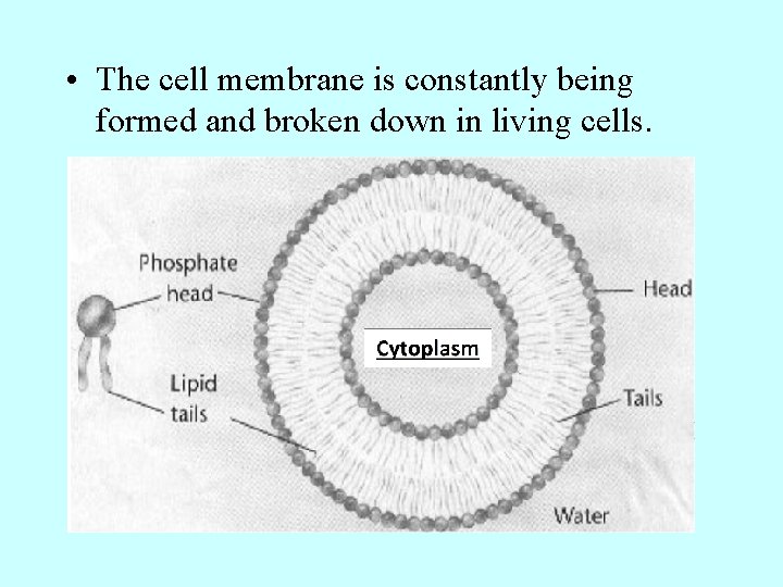  • The cell membrane is constantly being formed and broken down in living