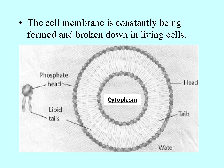  • The cell membrane is constantly being formed and broken down in living