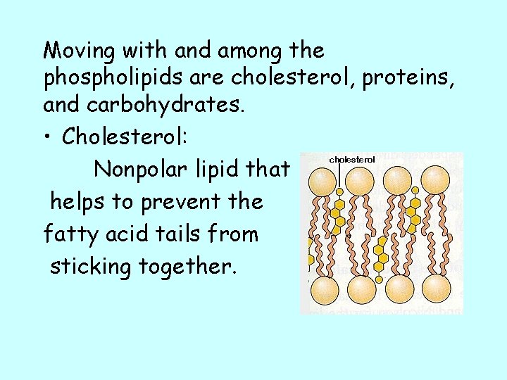 Moving with and among the phospholipids are cholesterol, proteins, and carbohydrates. • Cholesterol: Nonpolar