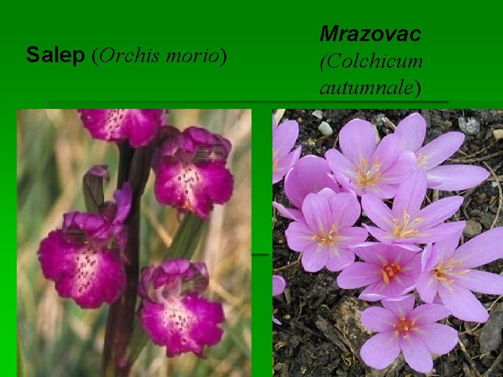 Salep (Orchis morio) Mrazovac (Colchicum autumnale) 