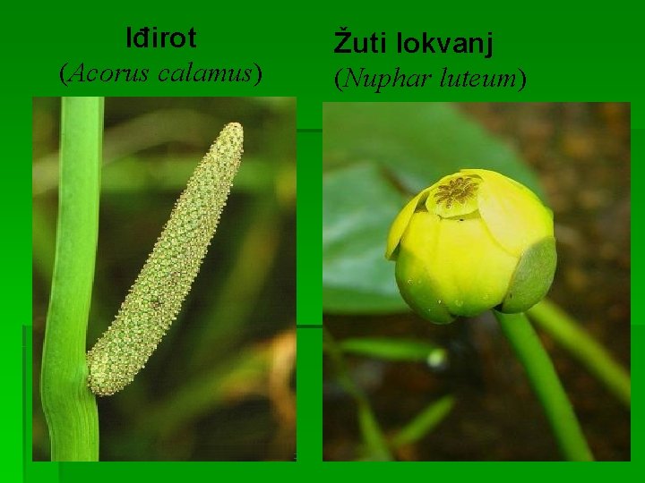 Iđirot (Acorus calamus) Žuti lokvanj (Nuphar luteum) 
