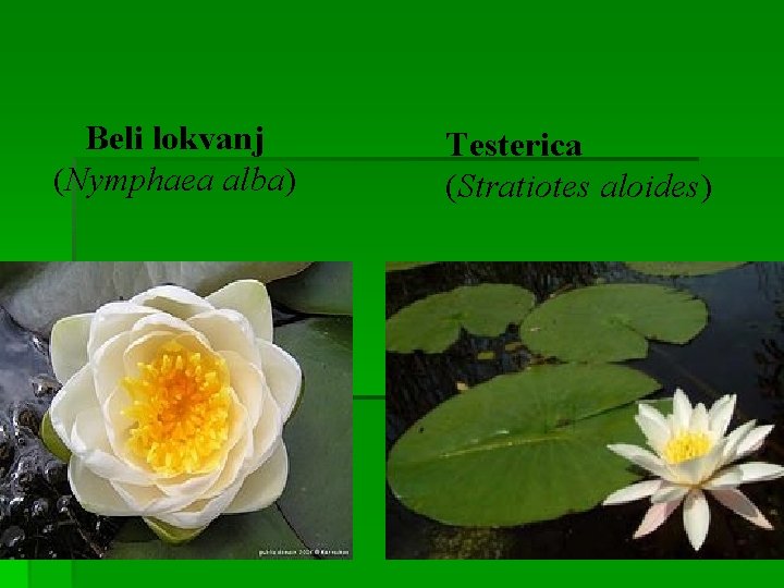 Beli lokvanj (Nymphaea alba) Testerica (Stratiotes aloides) 