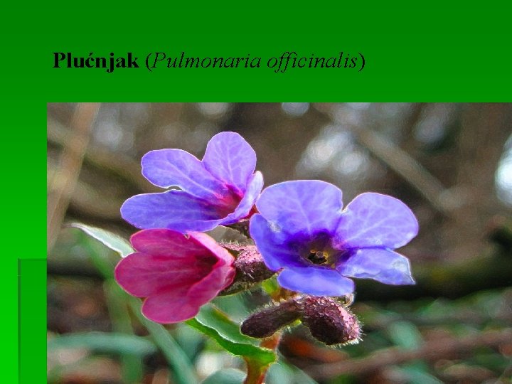 Plućnjak (Pulmonaria officinalis) 