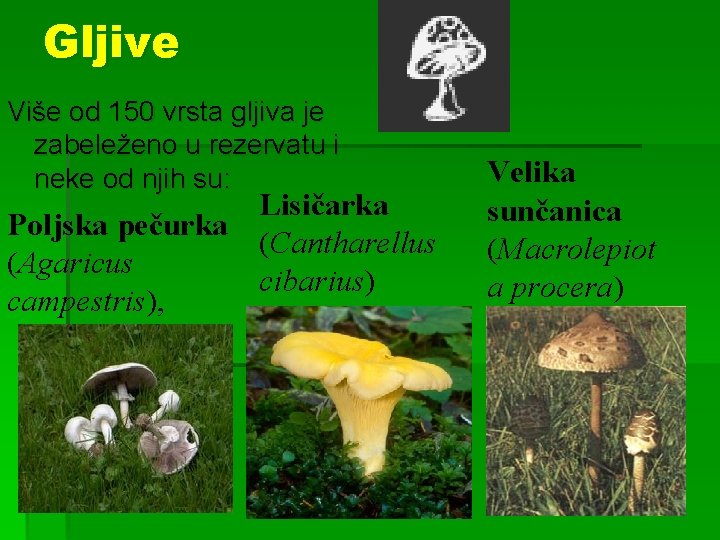 Gljive Više od 150 vrsta gljiva je zabeleženo u rezervatu i neke od njih