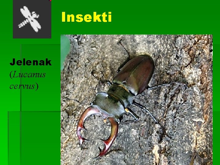 Insekti Jelenak (Lucanus cervus) 