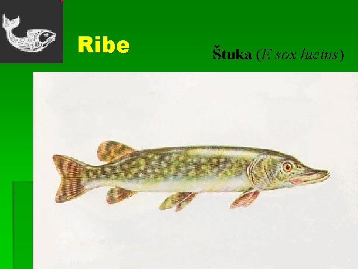 Ribe Štuka (E sox lucius) 