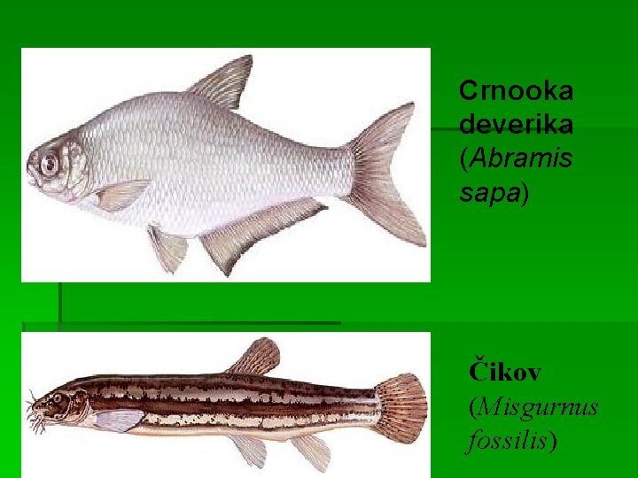 Crnooka deverika (Abramis sapa) Čikov (Misgurnus fossilis) 