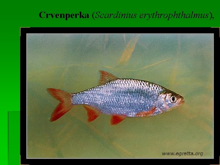 Crvenperka (Scardinius erythrophthalmus), 