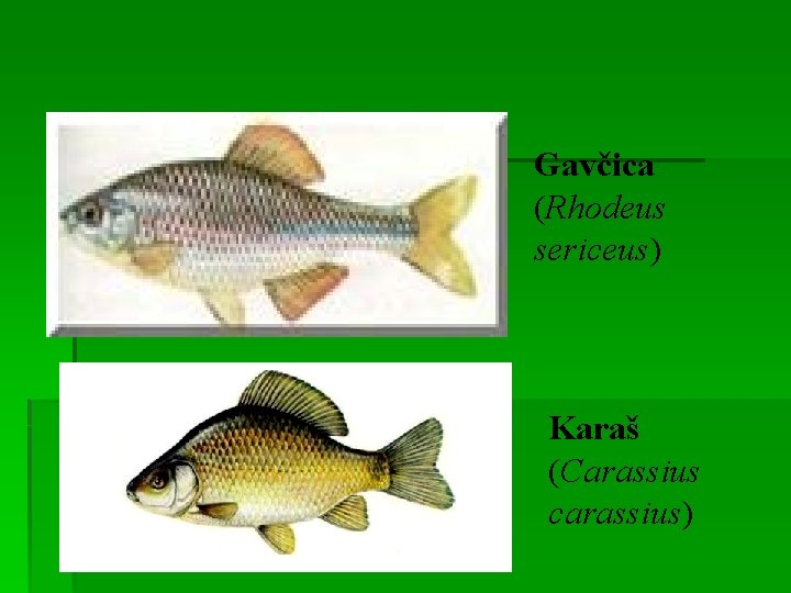 Gavčica (Rhodeus sericeus) Karaš (Carassius carassius) 