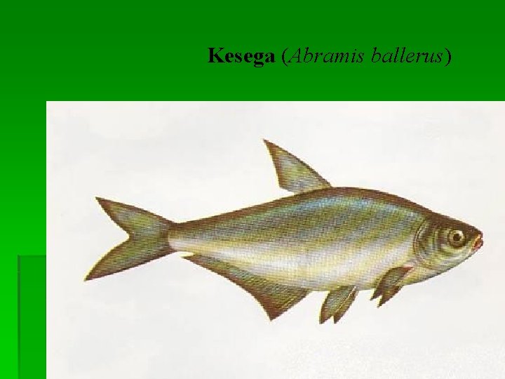 Kesega (Abramis ballerus) 