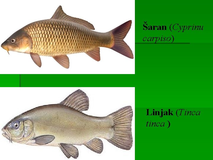 Šaran (Cyprinu carpiso) Linjak (Tinca tinca ) 