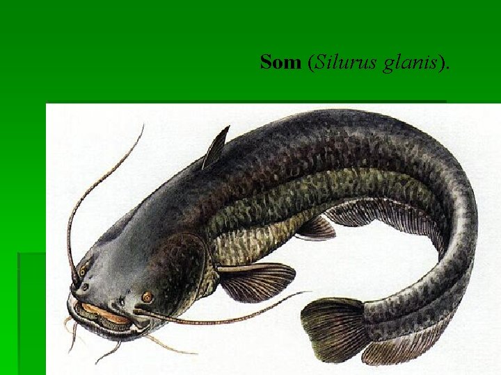 Som (Silurus glanis). 