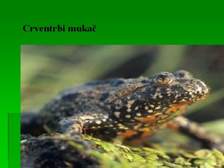 Crventrbi mukač 
