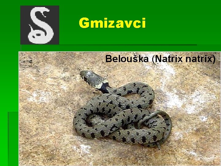 Gmizavci Belouška (Natrix natrix) 
