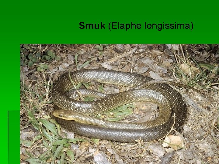 Smuk (Elaphe longissima) 
