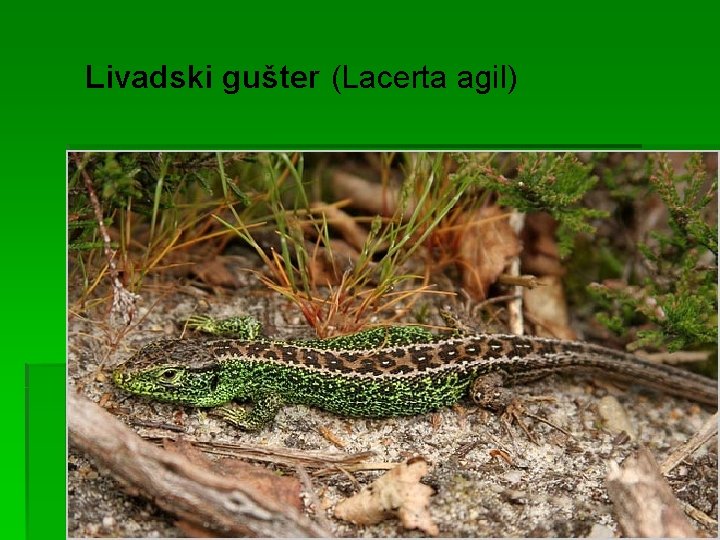Livadski gušter (Lacerta agil) 